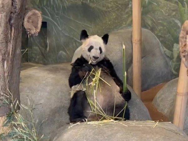 中方派专家照顾熊猫丫丫 