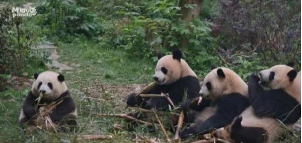 花花成为大熊猫界顶流 网友：女明星还耍大牌呢 
