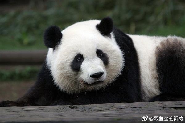 熊猫花花是笨蛋美人吧，还有独一无二无的等边三角形身材