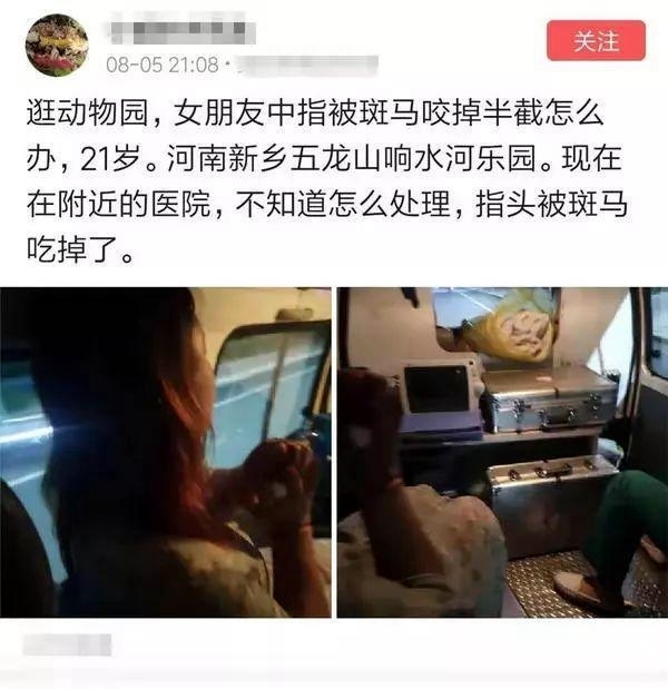 韩国动物园一斑马“过马路时没走斑马线 街头上演狂飙” 挨了7针麻醉针才消停！