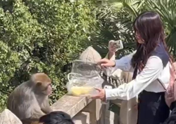 景区谈女子被猴子掌掴 猴子：喂的不好，重喂 