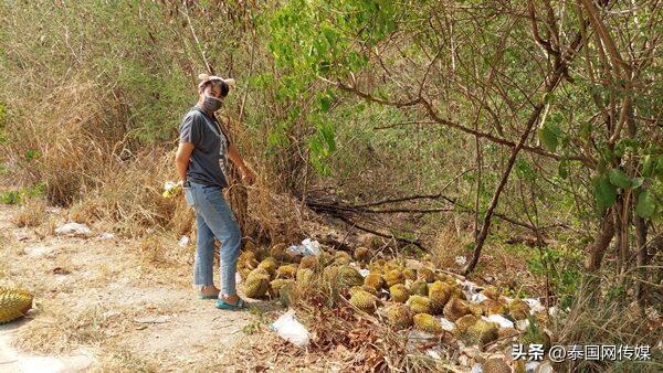 泰国女子发现近百公斤榴莲被扔路边 疑似偷盗弃赃