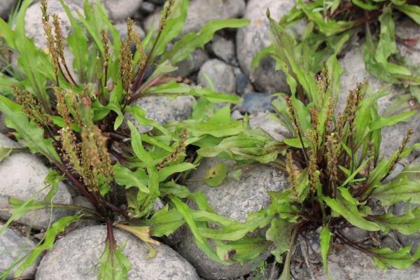 珍稀濒危植物丰都车前，在四川野外被发现了 此前被一度认为已灭绝