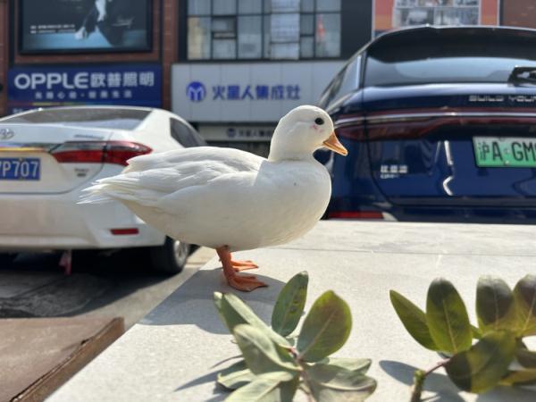 价值万元宠物鸭花园散步被掳走，差点就被煲汤，偷窃者被行拘