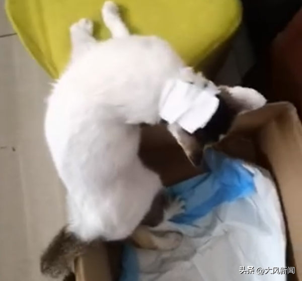 儿子被猫咪抓伤鼻子，父亲疑持钉棍“当头棒喝”，打猫男子家属已登门道歉，猫主人不再追究