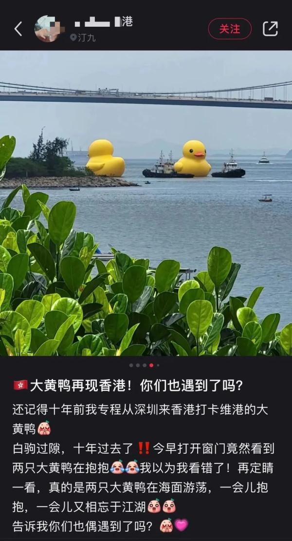 时隔10年大黄鸭再次抵港：次惊喜加倍，来了两只