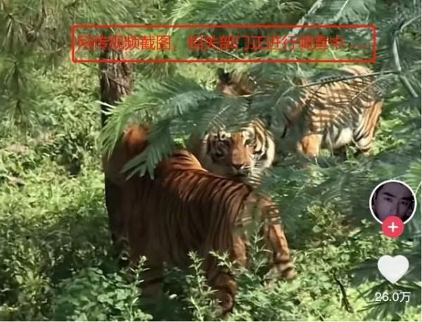 官方辟谣男子捡菌遇3只老虎：玉溪从未在本地拍摄到野生虎类