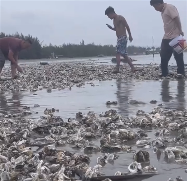 深圳一海滩出现大量海鲜：台风送蚝虽好，可要注意安全哦