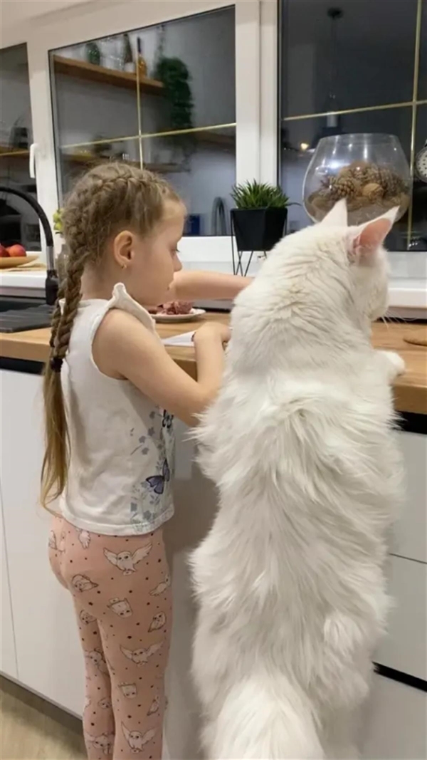 俄罗斯一猫咪体重超25斤！和4岁儿童一样高，会自己开门