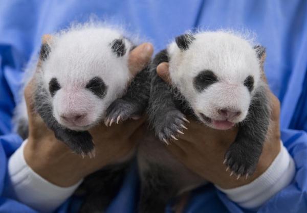 在韩大熊猫双胞胎宝宝满月照 伸舌头卖萌暴风成长
