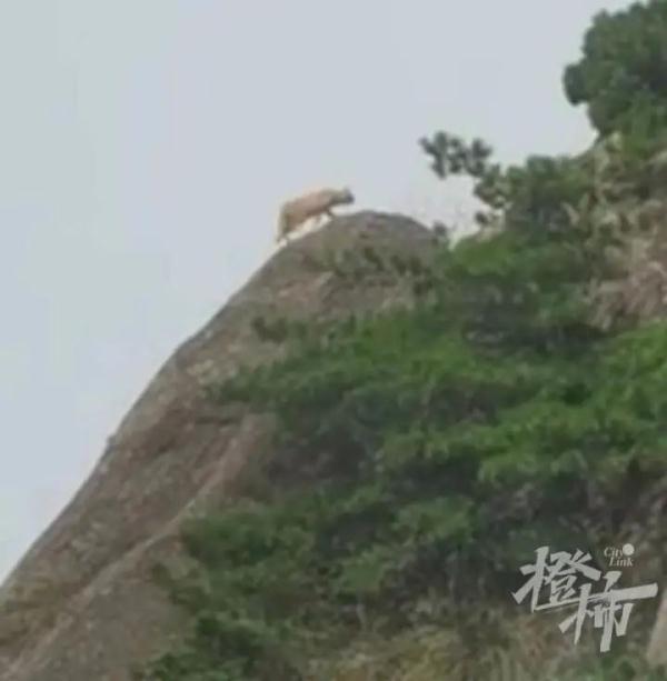 黄山游客拍到不明动物，动物体型很大！专家：猫！