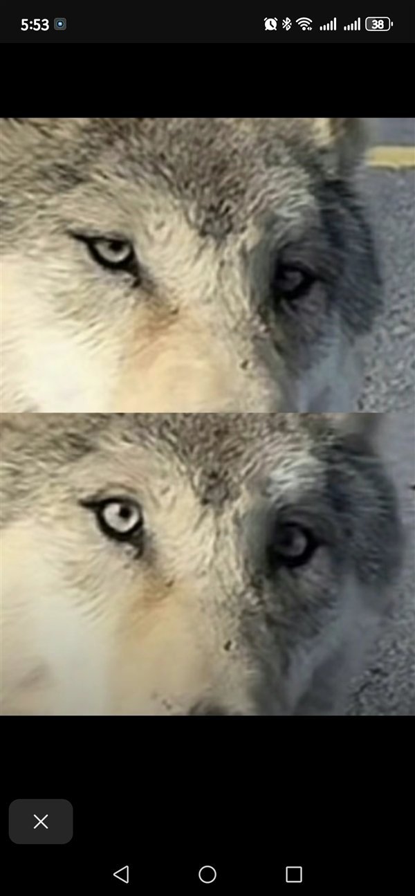 可可西里网红狼带了新狼来蹭吃 专家担忧狼变二哈