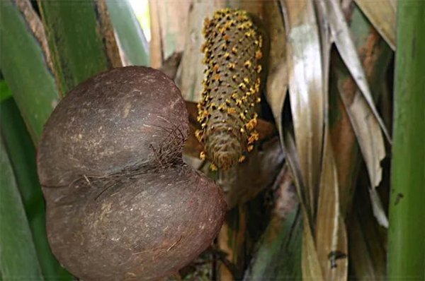 世界上最大的植物种子：重达17公斤！酷似人的屁股 海椰树传奇