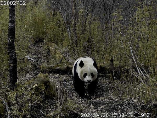甘肃一地连续拍到5只野生大熊猫 求偶期罕见盛况