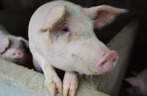 机构预测一周猪价走势 以稳为主？