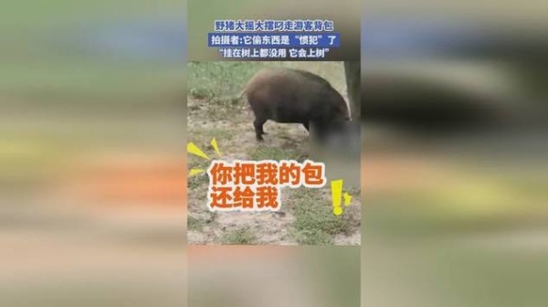 野猪大摇大摆叼走游客背包