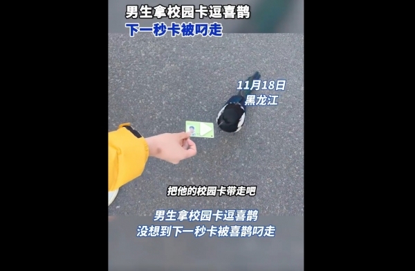 男生拿校园卡逗喜鹊下一秒被叼走