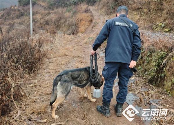 1岁警犬于深山寻回走失老人 新秀立功获赞