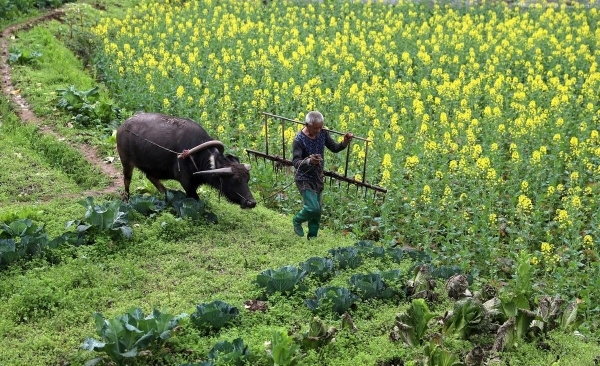 今日出九九 “出九三天雨，農(nóng)夫跑斷腿” 春耕時(shí)節(jié)話旱澇