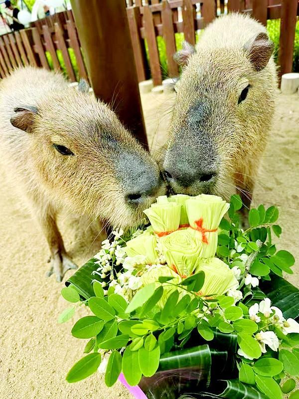 大連動物園1.5萬游客賞萌獸 端午粽香共度佳節(jié)