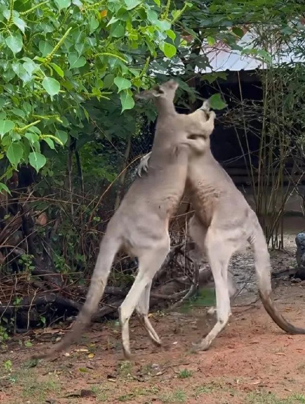 南京紅山動(dòng)物園2只袋鼠上演奪食大戰(zhàn) 網(wǎng)友：比拳擊賽還精彩