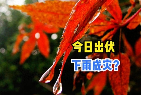 出伏降雨为何让农民担忧？传统智慧告诉你
