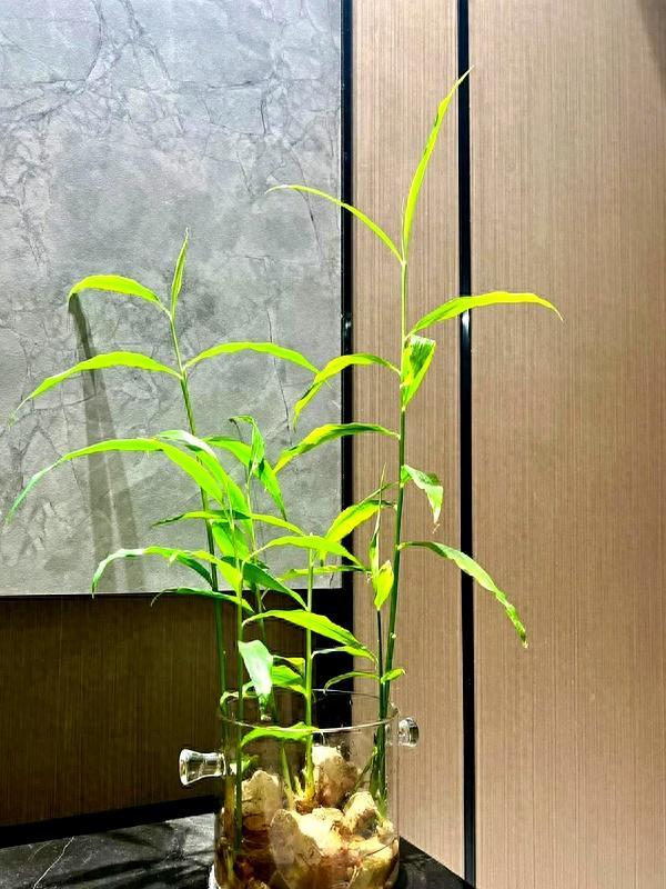 北京一姑娘“把生姜当绿植”养在客厅走红,网友:好美,好高级 创意生活新风尚