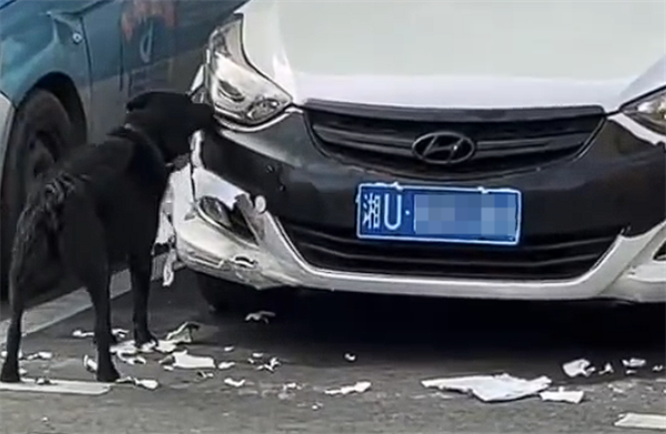女子车停路边被狗啃“碎”：它逃逸了 车主无奈报警求解