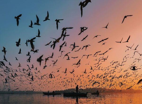 美国鸟类纷纷出现异常行为 生态警钟响起