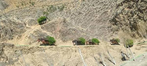 在生态脆弱的高原栽植苗木1.2亿株,西藏做对了什么? 绿化奇迹背后的秘密