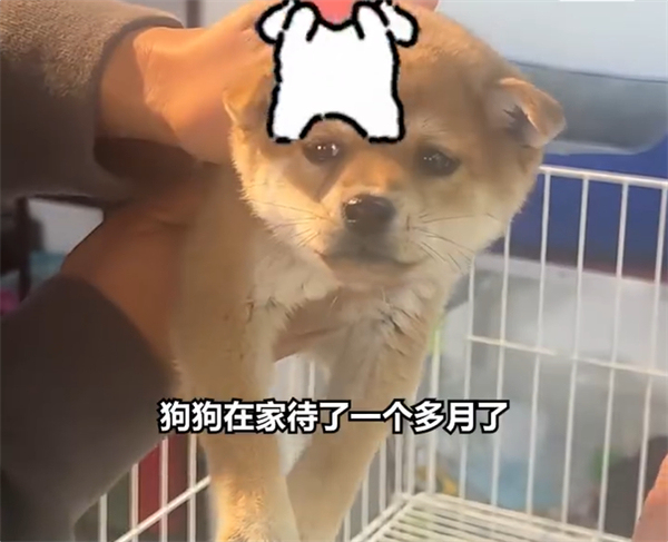 充电宝凌晨起火狗狗狂吠救了全家 及时发现避免灾难