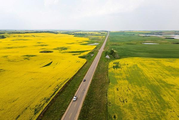 中国商家买约6万吨加拿大油菜籽 贸易回暖信号