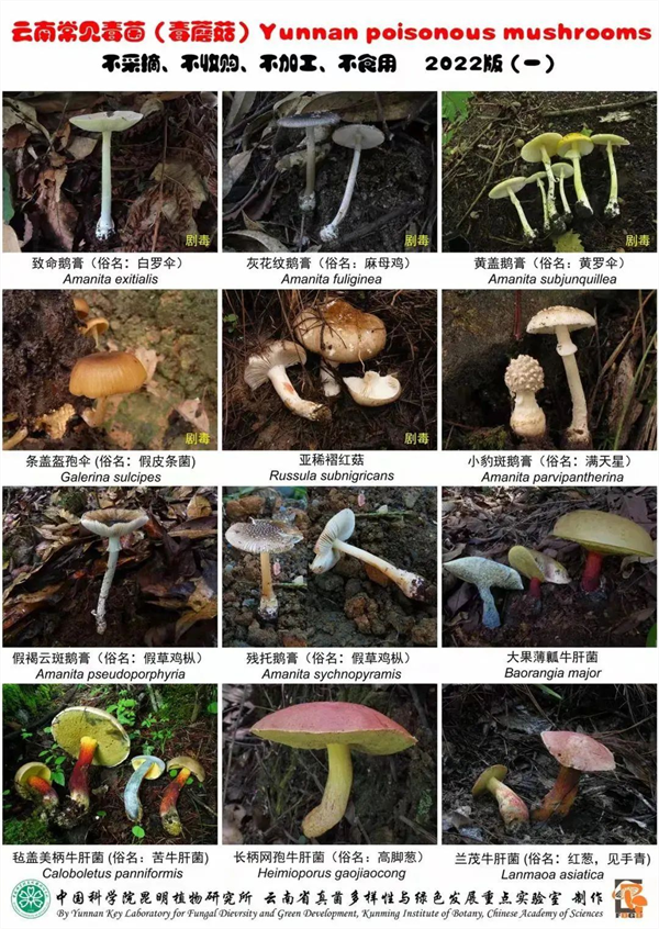 误食菌子中毒不只会致幻 别让美味变危险