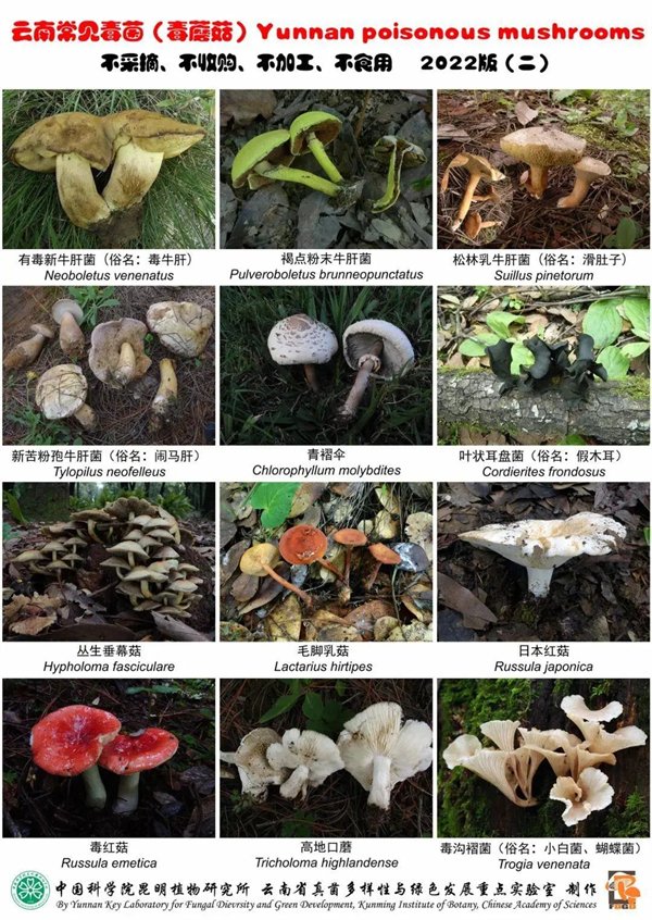 丈夫以为妻子是蛇打斗至27楼 吃菌中毒引发幻觉