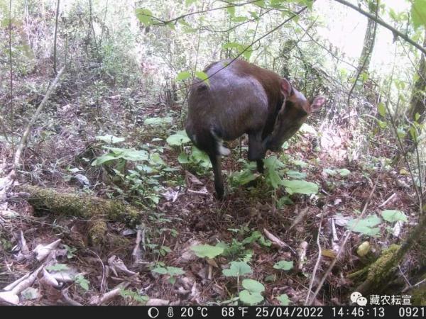 西藏色季拉山发现雪豹、白颊猕猴等多种珍稀野生动物