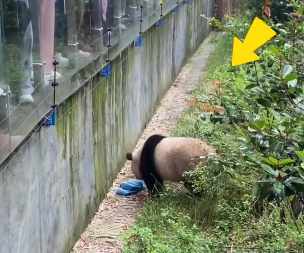 熊猫撑开游客雨伞，还以为是天降“笋笋”