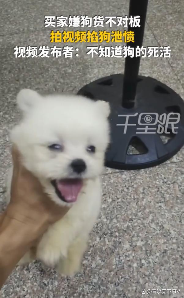 男子线上买狗,收到后掐狗脖子拍视频泄愤 嫌货不对板泄愤