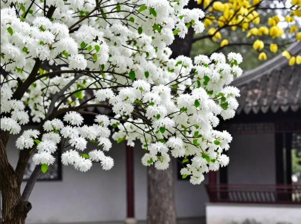 河南发现一棵花，因 “开花时树姿太美” 走红，拍照仙气十足
