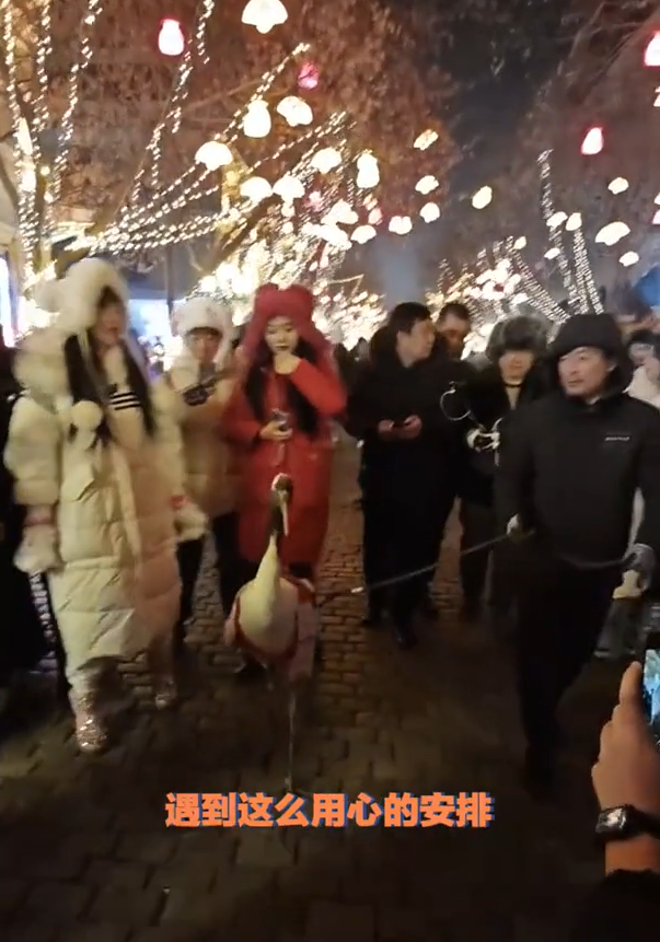 鹤岗丹顶鹤出现在哈尔滨中央大街