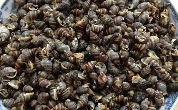 剧毒红斑斗蟹少量即可致命 警惕海洋“有毒”生物