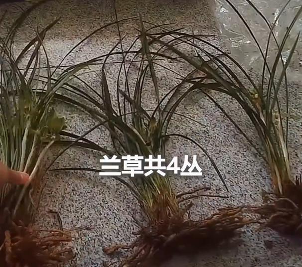 女子佩带4丛野生兰草搭车被就地查获