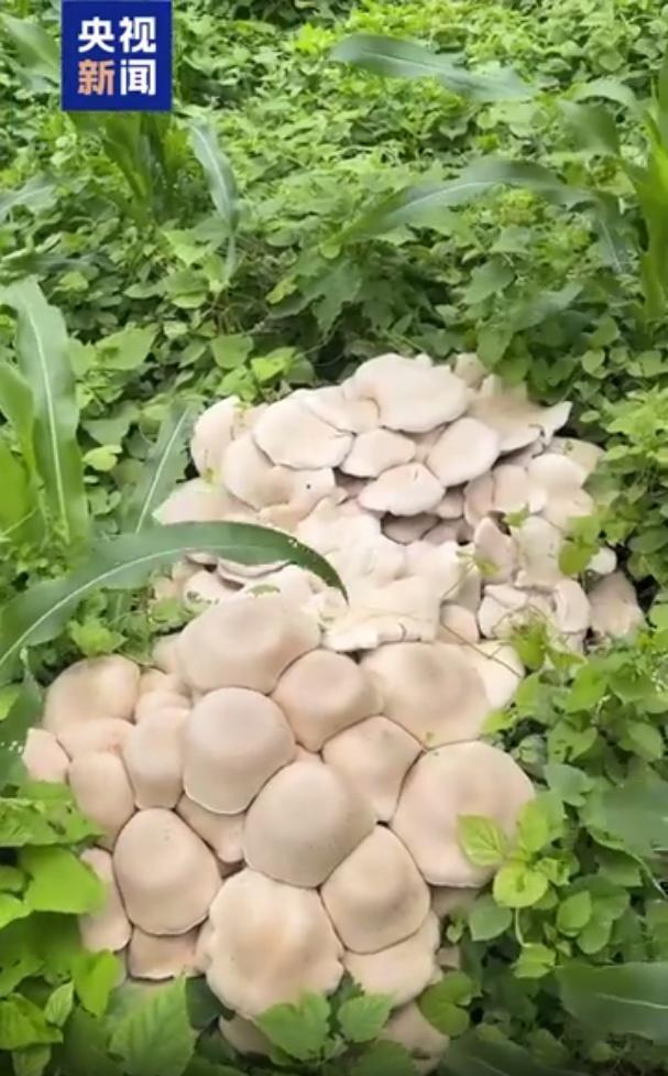 廣西賀州發(fā)現(xiàn)數(shù)叢巨型蘑菇 需謹慎辨別