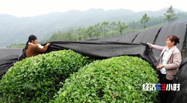 中國(guó)是全球最大的抹茶生產(chǎn)國(guó),！全國(guó)四分之一的抹茶產(chǎn)自這里