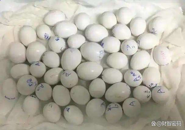 男子在机场用马桶冲走223枚鸟蛋 物种保卫战打响