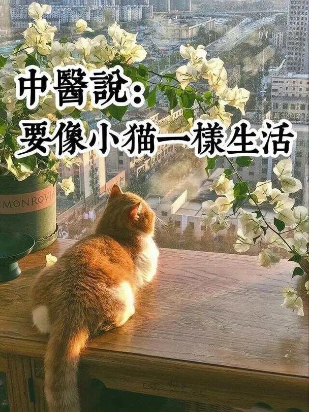中醫(yī)建議像小貓一樣生活,！該怎樣調(diào)整心態(tài)