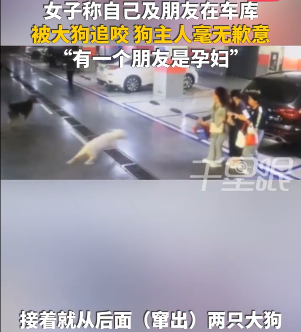 女子车库遭两条大狗攻击 牵绳难题再引热议