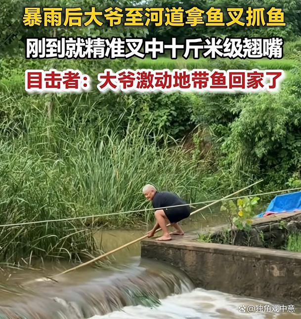 暴雨后大爷拿鱼叉抓鱼叉中十斤大鱼 大爷一叉，钓鱼佬泪目