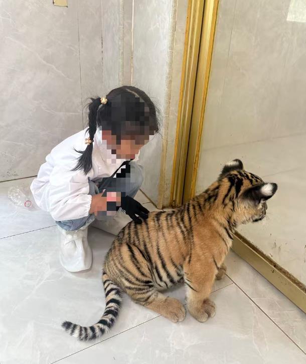 女童与动物园小老虎互动被咬 家属园方协商未果