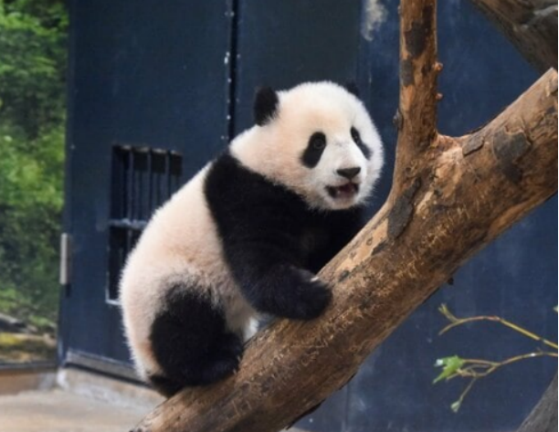 日民众“争抢”与大熊猫双胞胎“见面”机会