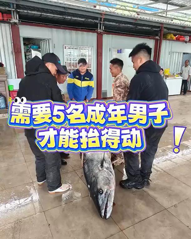 227斤中华马鲛鱼成新鱼王 海钓传奇再现